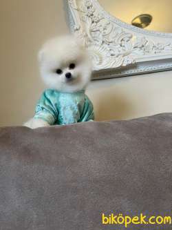 Show Kalite Pomeranian Boo Yavrularimiz 1
