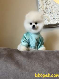 Show Kalite Pomeranian Boo Yavrularimiz 3