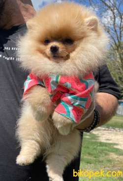 Show Kalite Pomeranian Boo Yavrularimiz 3