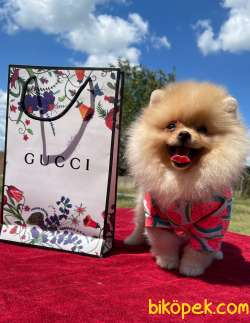 Show Kalite Pomeranian Boo Yavrularimiz 1