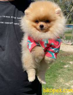 Show Kalite Pomeranian Boo Yavrularimiz 2