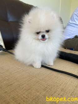 Show Kalite Pomeranian Boo Yavrularimiz 2