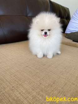 Show Kalite Pomeranian Boo Yavrularimiz 1