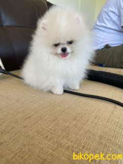 Show Kalite Pomeranian Boo Yavrularimiz 3