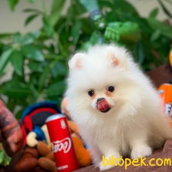 Show Kalite Pomeranian Boo Yavrumuz 3
