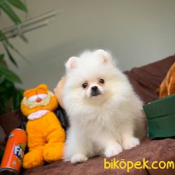 Show Kalite Pomeranian Boo Yavrumuz 2