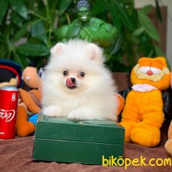 Show Kalite Pomeranian Boo Yavrumuz 4