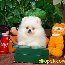 Show Kalite Pomeranian Boo Yavrumuz 1