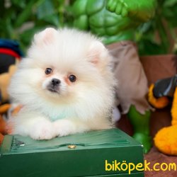 Show Kalite Pomeranian Boo Yavrumuz 5