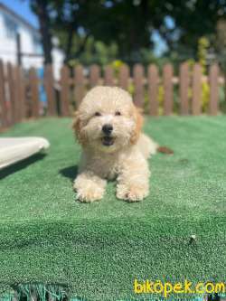 Show Kalite Poodle Bebeklerimiz 2