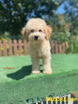 Show Kalite Poodle Bebeklerimiz 1