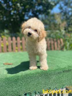 Show Kalite Poodle Bebeklerimiz 3