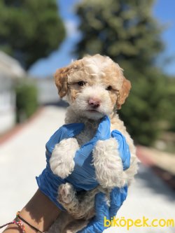 SHOW KALITE POODLE YAVRULAR 3