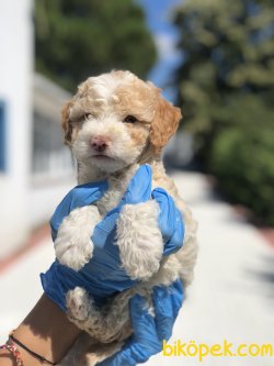 SHOW KALITE POODLE YAVRULAR 1
