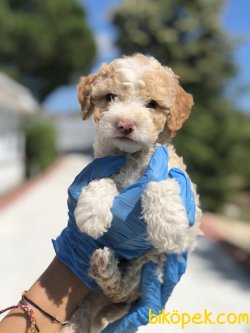SHOW KALITE POODLE YAVRULAR 2