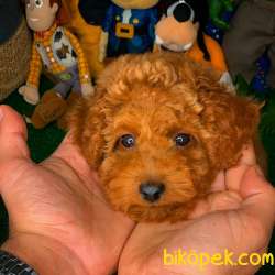 Show Kalıte Red Toy Poodle  Yavrularımız 2