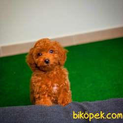 Show Kalıte Red Toy Poodle  Yavrularımız 4