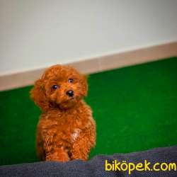Show Kalıte Red Toy Poodle  Yavrularımız 3