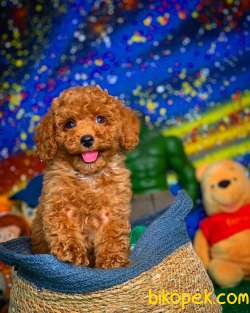 Show Kalıte Red Toy Poodle  Yavrularımız 1