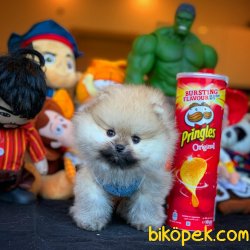 Show Kalite Safkan TeddyBear Pomeranian 1