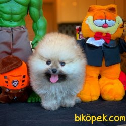 Show Kalite Safkan TeddyBear Pomeranian 3