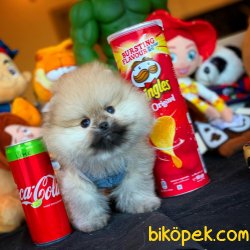 Show Kalite Safkan TeddyBear Pomeranian 4