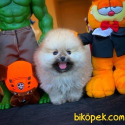 Show Kalite Safkan TeddyBear Pomeranian 2