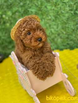 SHOW KALİTE SECERELİ SAFKAN RED BROWN TOY POODLE BEBİŞLER 2