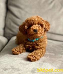 SHOW KALİTE SECERELİ SAFKAN RED BROWN TOY POODLE BEBİŞLER 3