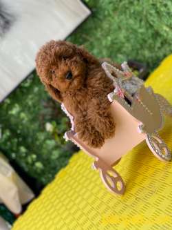 SHOW KALİTE SECERELİ SAFKAN RED BROWN TOY POODLE BEBİŞLER 5