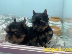 Show Kalite Sertifikalı Tea Cup Yorkshire Terrier 5