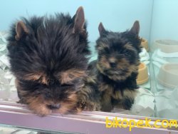 Show Kalite Sertifikalı Tea Cup Yorkshire Terrier 1