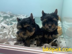Show Kalite Sertifikalı Tea Cup Yorkshire Terrier 2