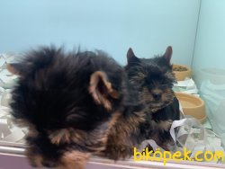 Show Kalite Sertifikalı Tea Cup Yorkshire Terrier 3