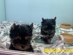 Show Kalite Sertifikalı Tea Cup Yorkshire Terrier 4