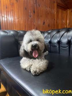 Show Kalite Silver Toy Poodle Yavrumuz 1