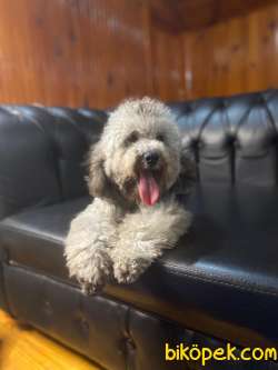 Show Kalite Silver Toy Poodle Yavrumuz 3