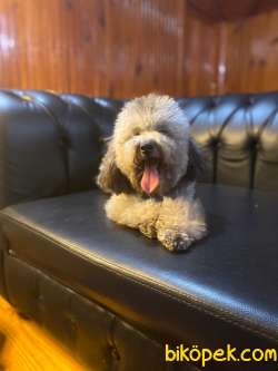 Show Kalite Silver Toy Poodle Yavrumuz 2