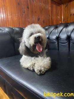 Show Kalite Silver Toy Poodle Yavrumuz 5