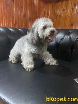 Show Kalite Silver Toy Poodle Yavrumuz 4