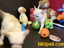 Show Kalite Tea Cup Chihuahua Yavrularımız 4
