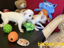 Show Kalite Tea Cup Chihuahua Yavrularımız 2