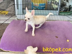 Show Kalite Tea Cup Chihuahua Yavrularımız 4