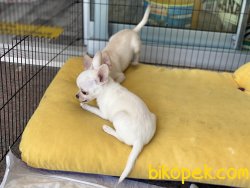 Show Kalite Tea Cup Chihuahua Yavrularımız 3