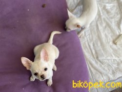 Show Kalite Tea Cup Chihuahua Yavrularımız 1