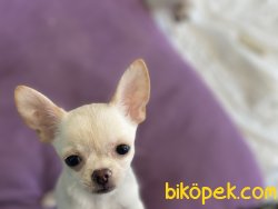 Show Kalite Tea Cup Chihuahua Yavrularımız 2