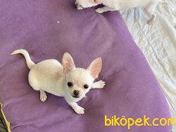 Show Kalite Tea Cup Chihuahua Yavrularımız 5