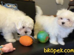 Show Kalite Tea Cup Maltese Terrier 1