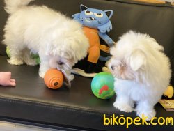 Show Kalite Tea Cup Maltese Terrier 4