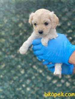 SHOW KALITE TEACUP MALTIPOO YAVRUMUZ 3